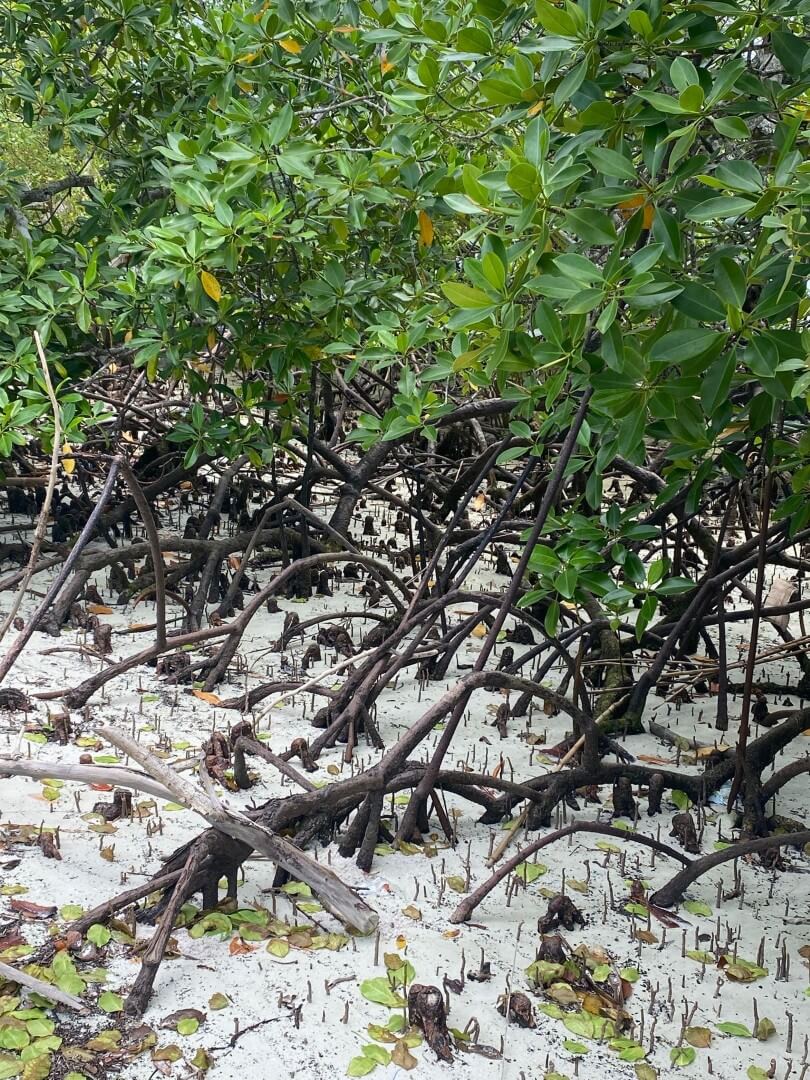 coastman-zanzibar-2024-2